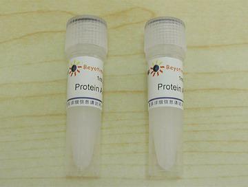 Protein A Agarose (Fast Flow, 进口分装)